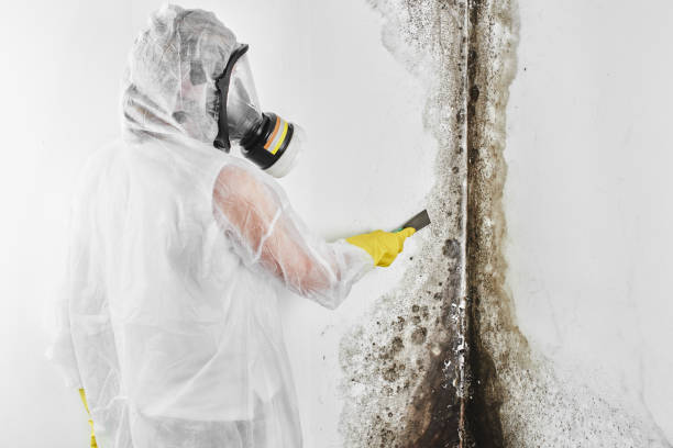 Best Local Mold Removal Service  in Midland, TX