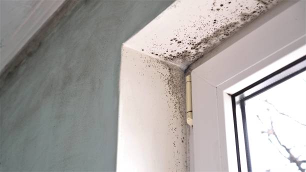 Best Same-Day Mold Removal  in Midland, TX