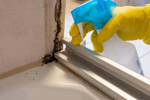 Best Professional Mold Removal  in Midland, TX