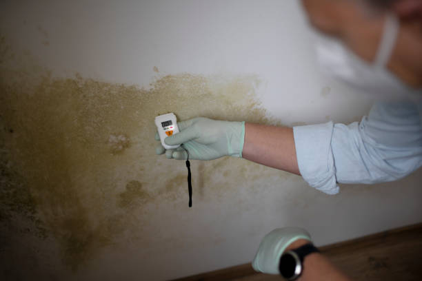 Best Residential Mold Removal  in Midland, TX