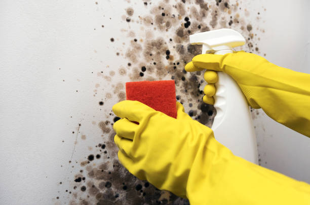 Best Emergency Mold Removal  in Midland, TX