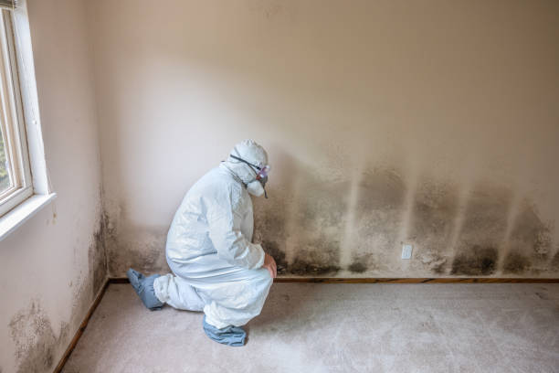 Attic Mold Removal in Midland, TX