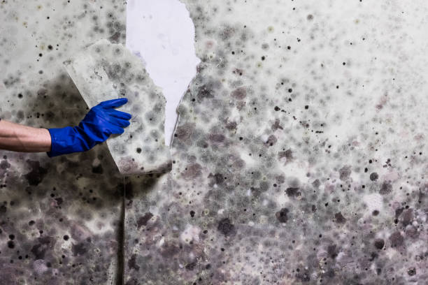 Best Mold Inspection  in Midland, TX