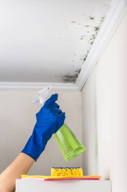 Best Mold Cleaning Services  in Midland, TX